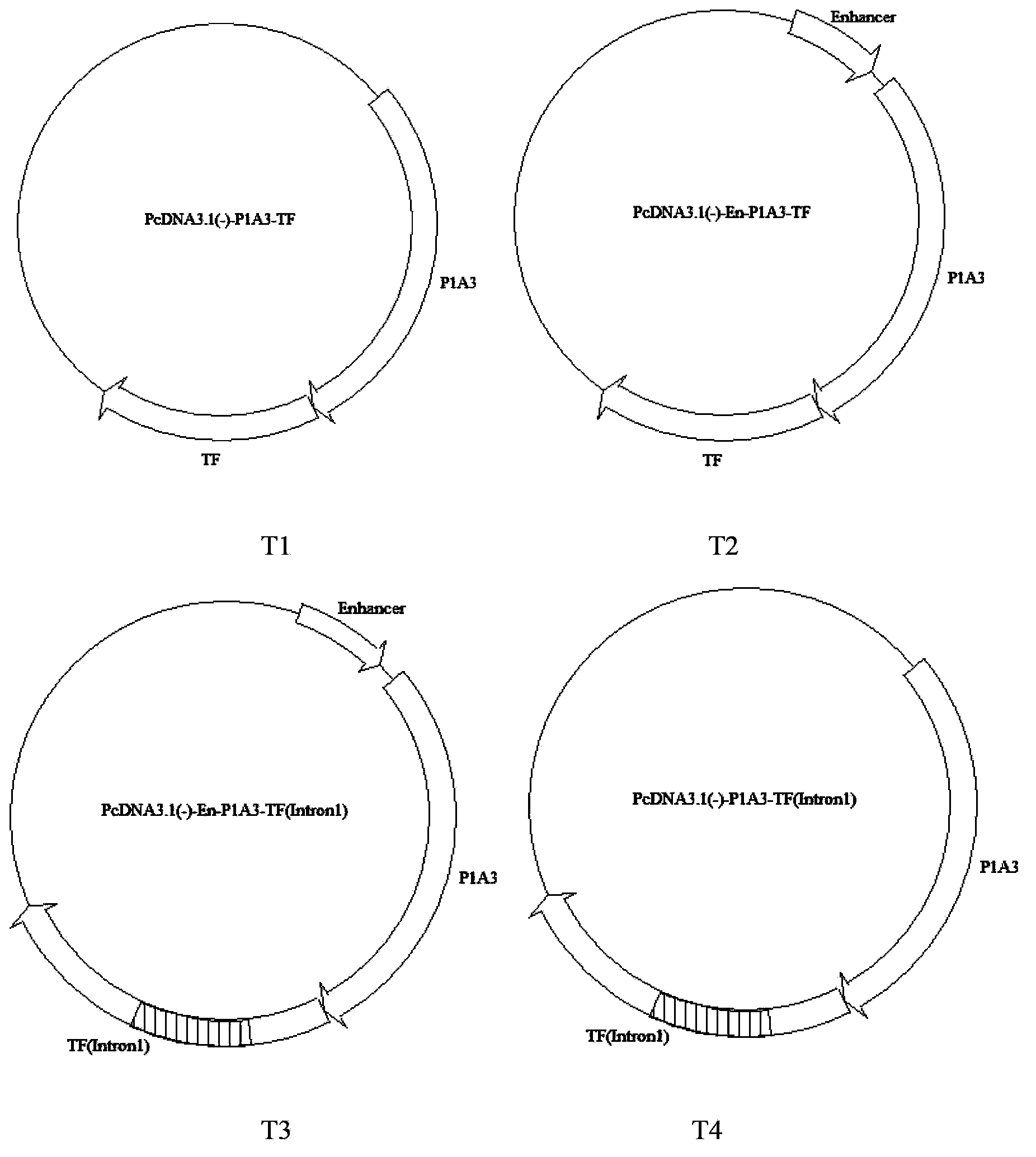 Construction and application of mammary specific expression vector for human transferrin