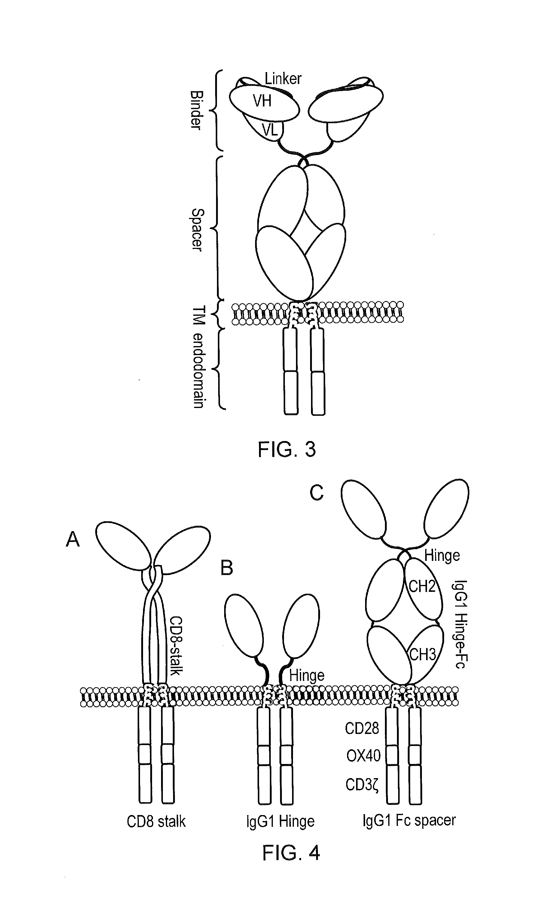 Chimeric antigen receptor