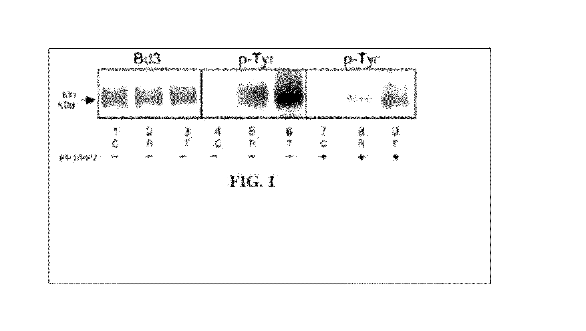 Syk kinase inhibitors as treatment for malaria