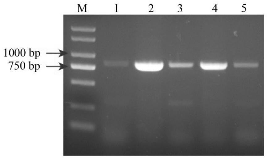 A key gene gbmyb4 that regulates the synthesis of ginkgo flavonoids and its expressed protein, vector and application