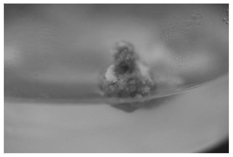 Koelreuteria paniculata genetic transformation method