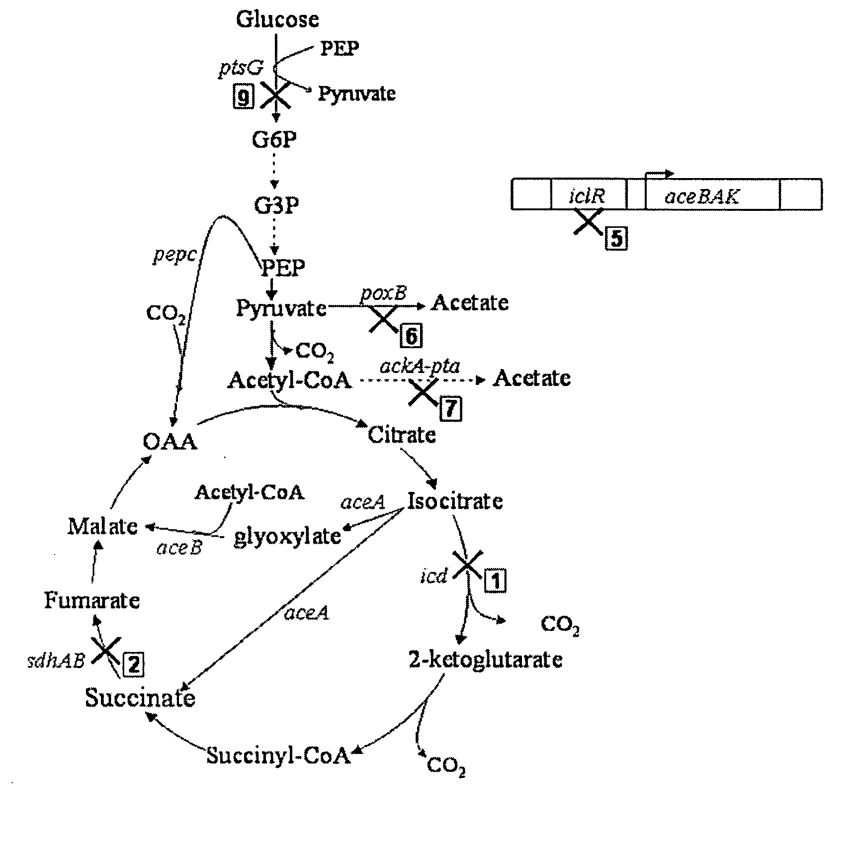 Aerobic succinate production in bacteria