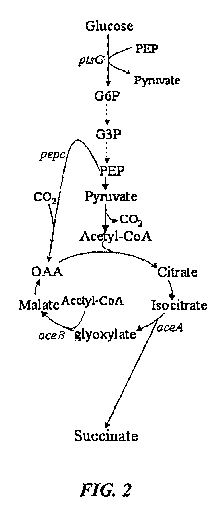 Aerobic succinate production in bacteria