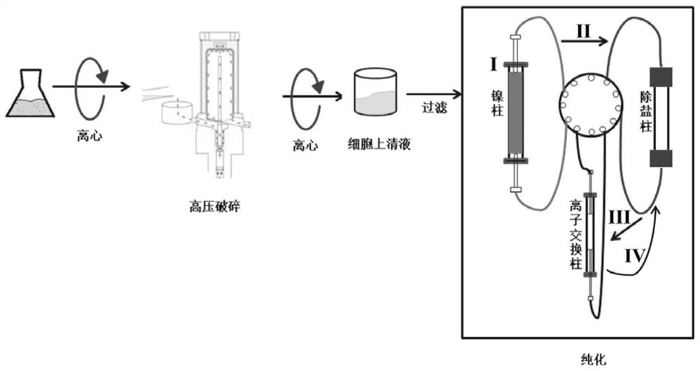 A method for large-scale purification of gram-level mechanically functional proteins