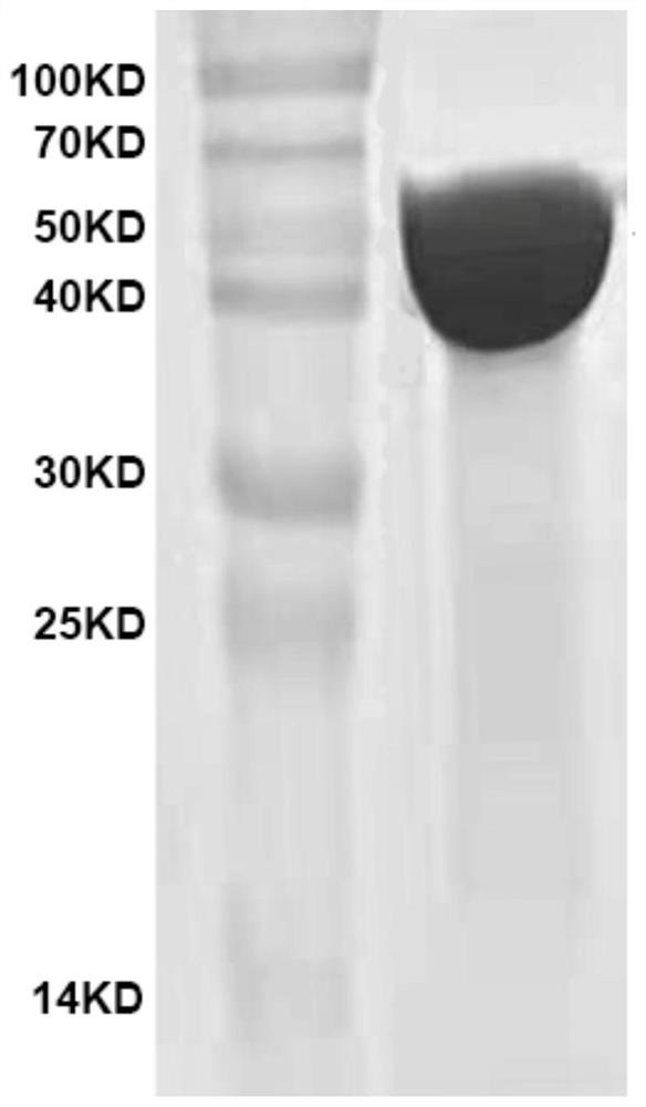 A method for large-scale purification of gram-level mechanically functional proteins