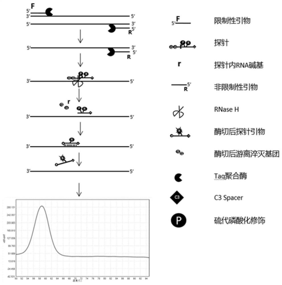 Method and kit for detecting nucleic acid sequence of target to be detected by using melting curve of fluorescent probe