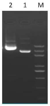 Method for improving bovine somatic cell cloning efficiency by inducing expression of zfp57