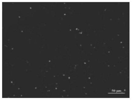 Method for improving bovine somatic cell cloning efficiency by inducing expression of zfp57