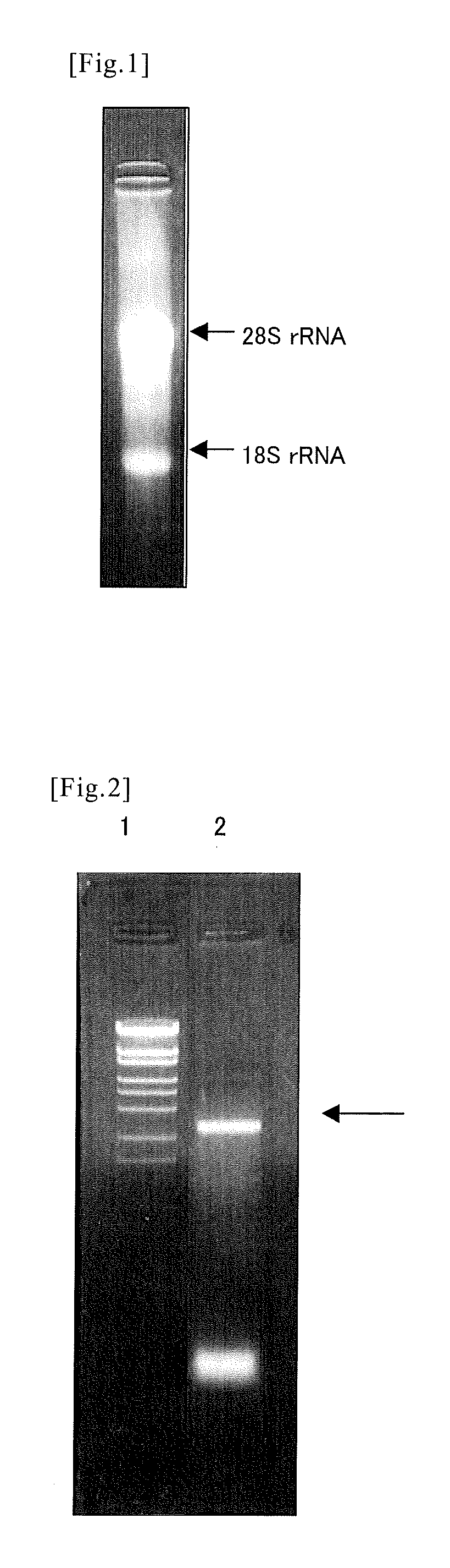 Novel protein capable of binding to hyaluronic acid, and method for measurement of hyaluronic acid using the same