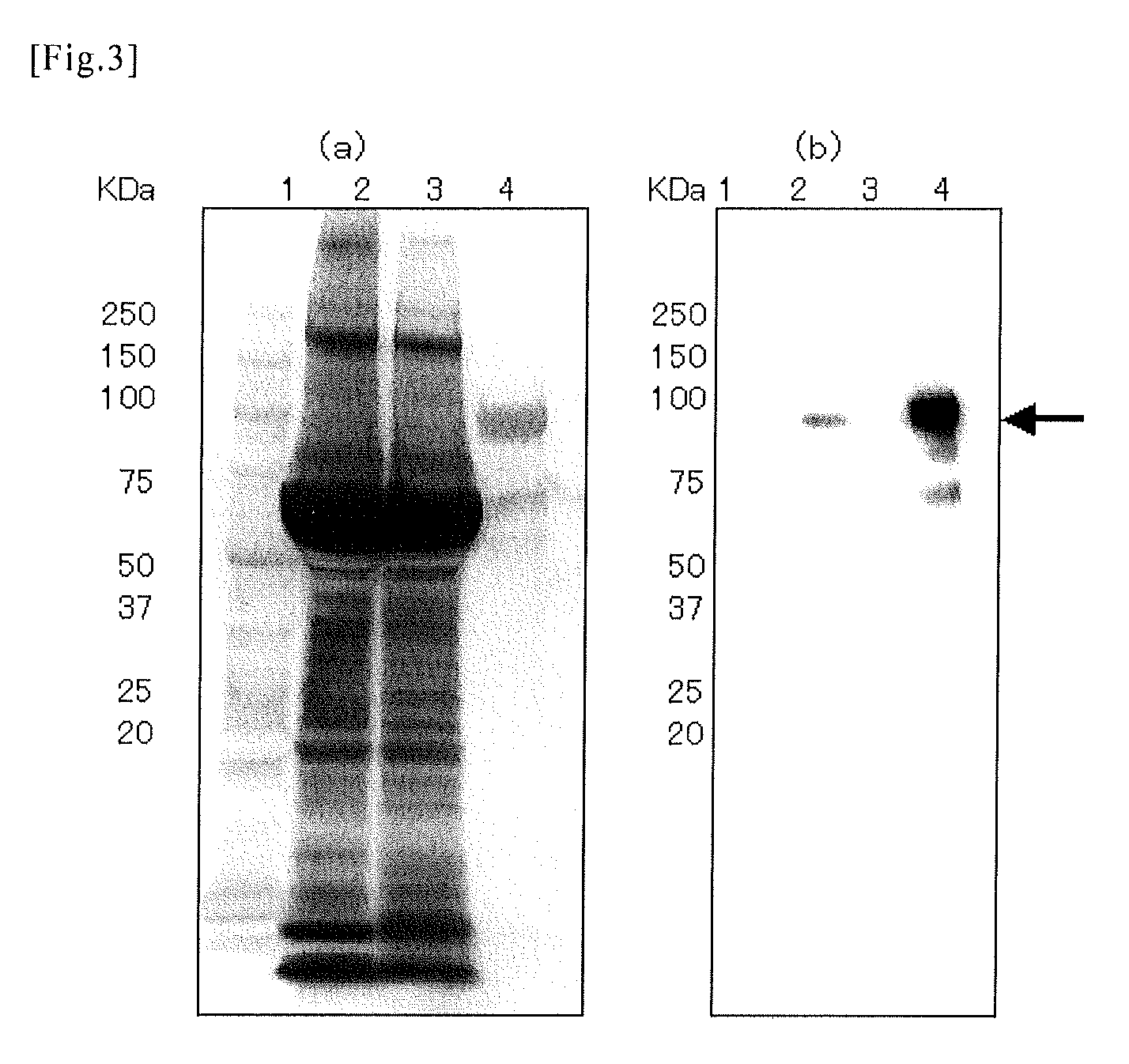 Novel protein capable of binding to hyaluronic acid, and method for measurement of hyaluronic acid using the same