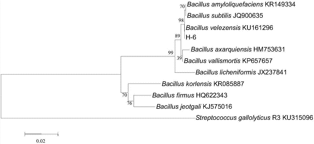 Banana fusarium wilt antagonistic strain, bio-organic fertilizer, preparation method and application thereof