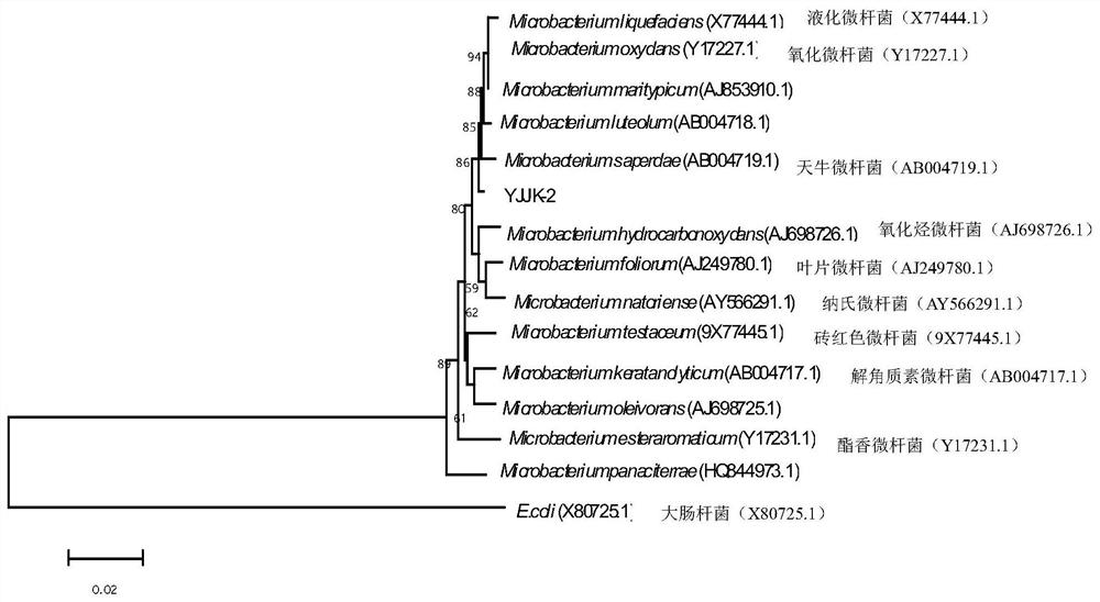 A salt-alkali-resistant and disease-resistant growth-promoting bacterium Microbacterium longus and its application