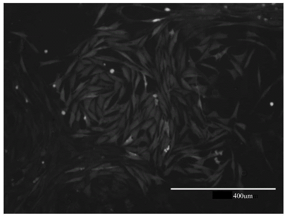 Demethylation-based vector for promoting self-renewal and proliferation of germline stem cells and application thereof