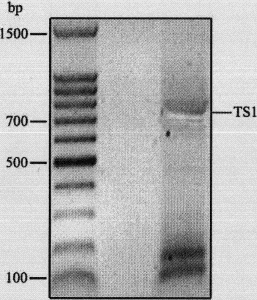 Repeated module gene-splicing method