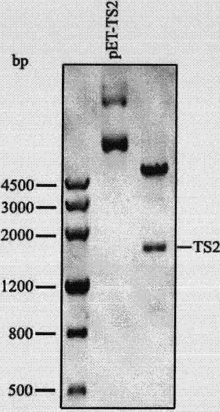 Repeated module gene-splicing method