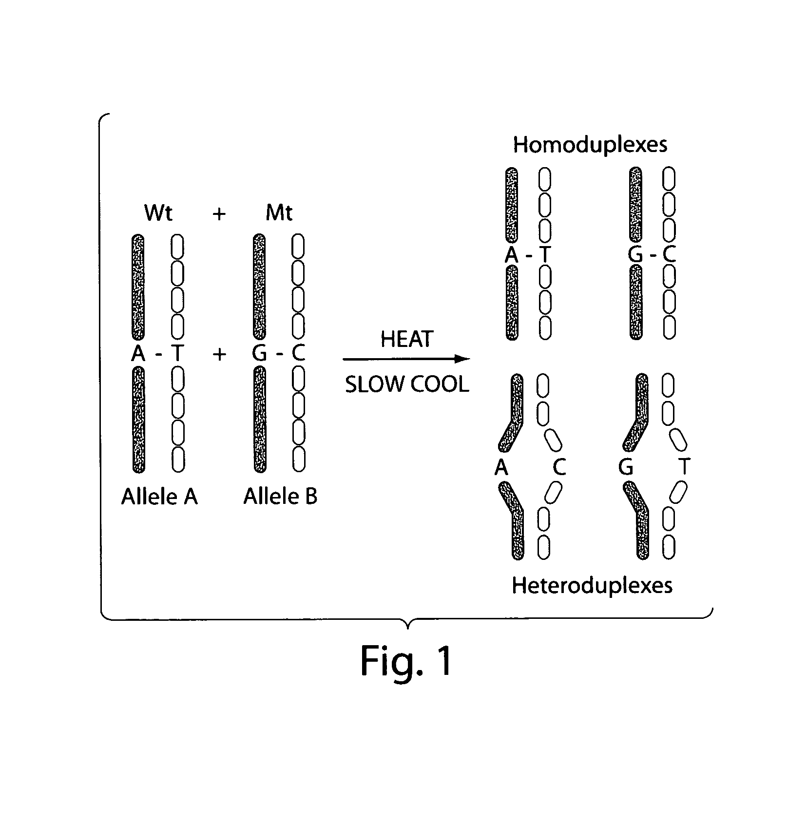 Exon grouping analysis