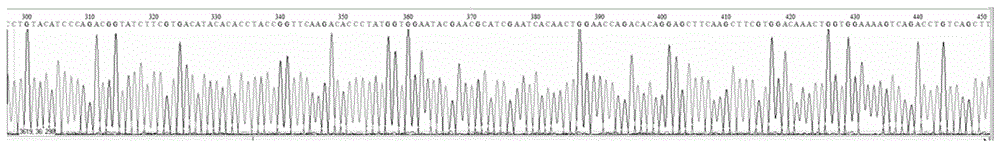 Method for preparing cyprini herpesvirus II antigen coated polyhedrosis based on baculovirus expression system