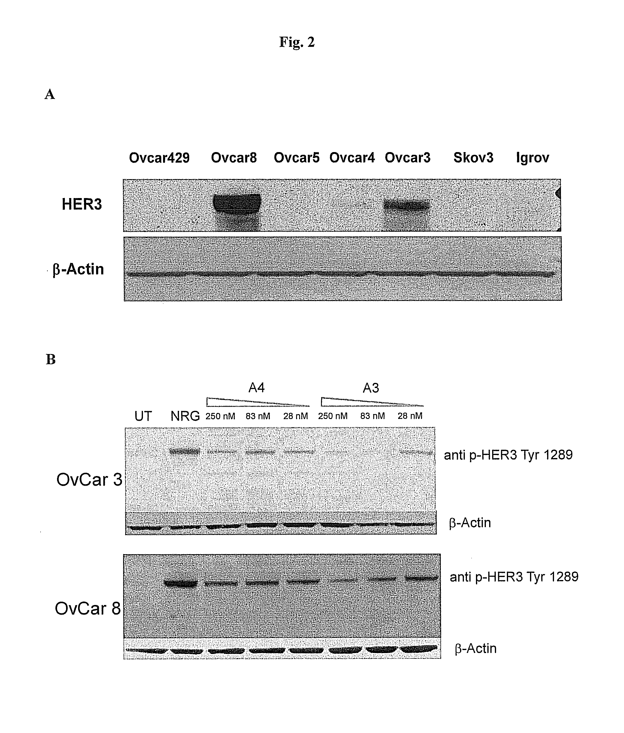 Immunotherapy against erbb-3 receptor