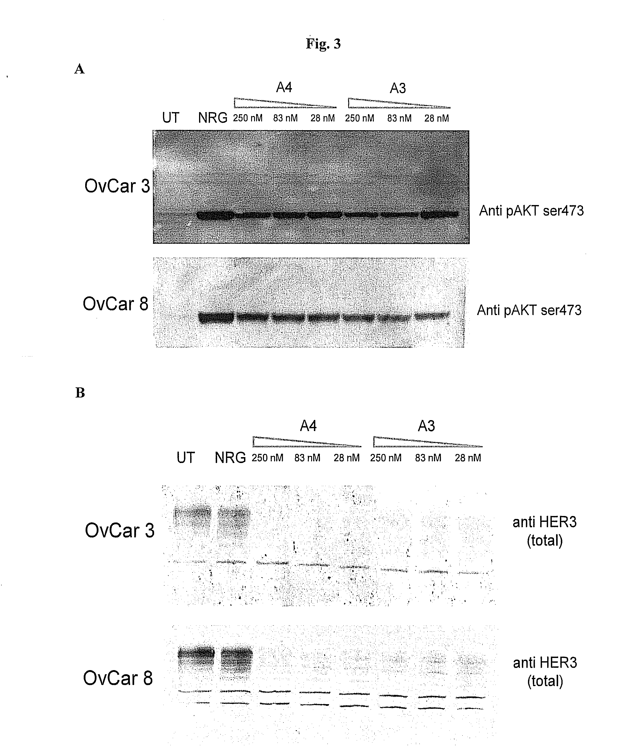 Immunotherapy against erbb-3 receptor