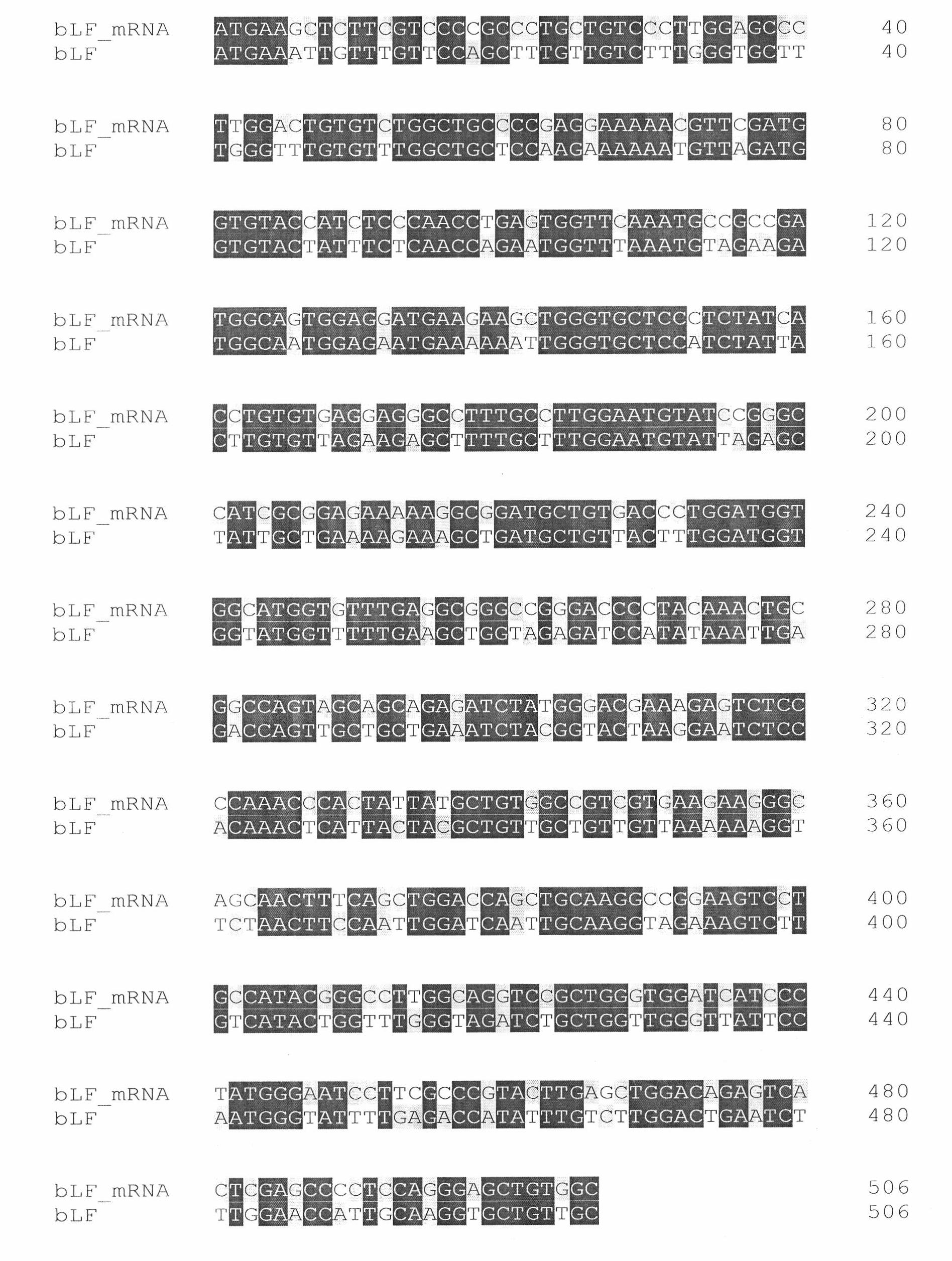 Multi-copy integrated expression vector and preparation method and application thereof in expression of bovine lactoferrin