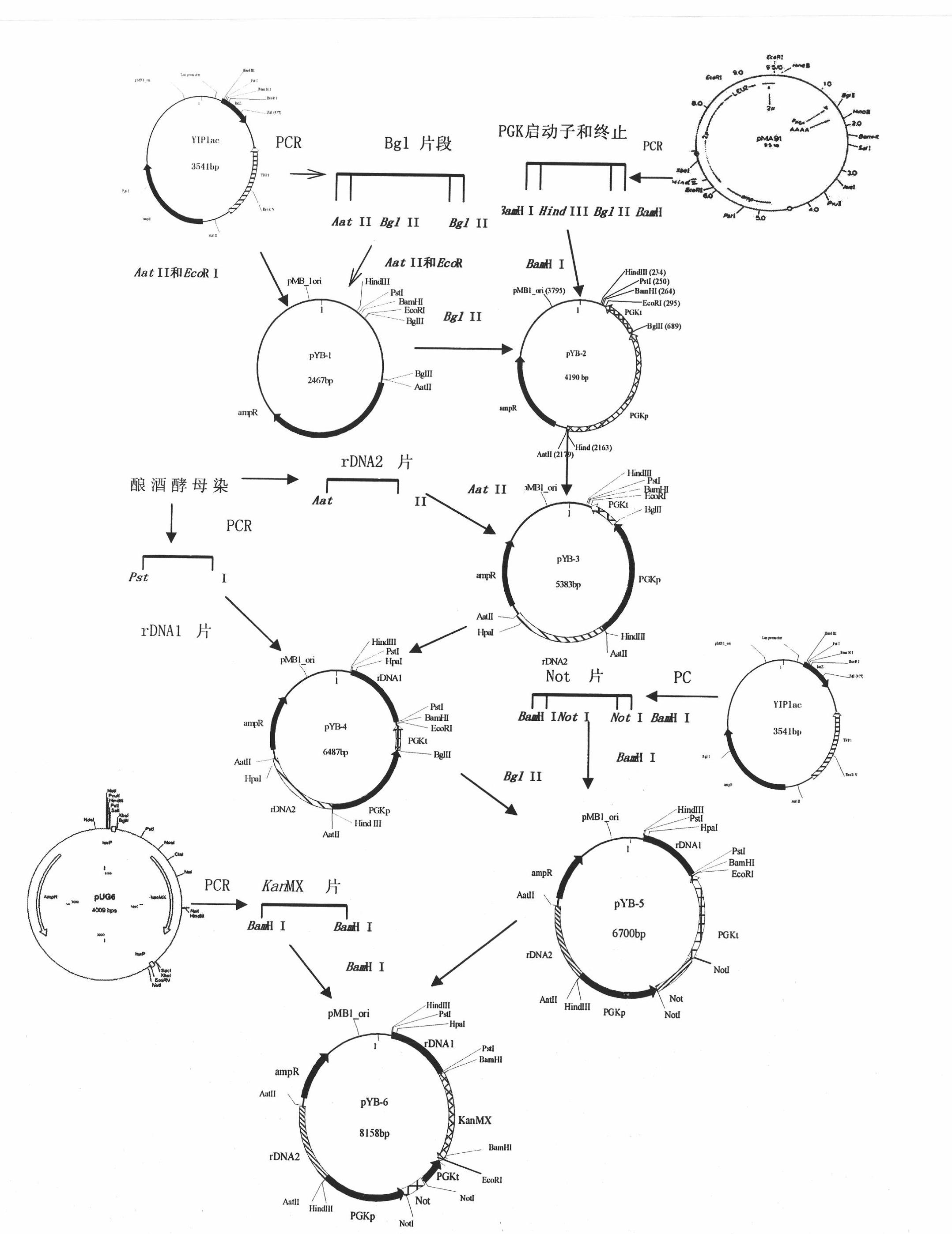 Multi-copy integrated expression vector and preparation method and application thereof in expression of bovine lactoferrin