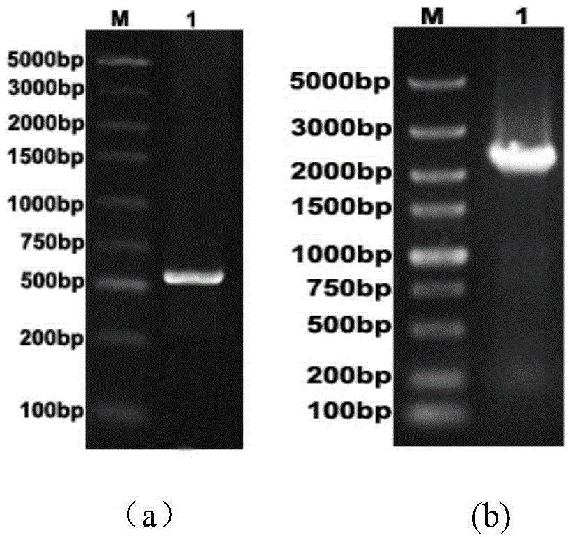 High-resistant yeast strain and preparation method thereof