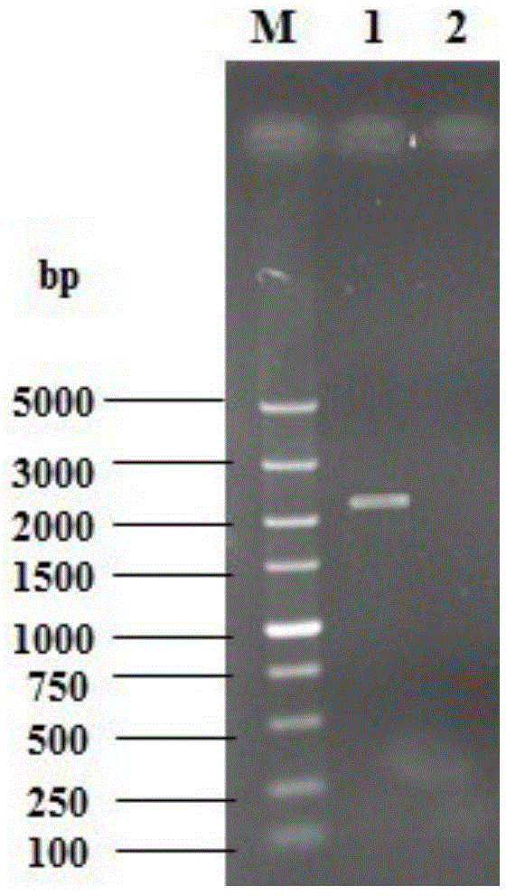 High-resistant yeast strain and preparation method thereof