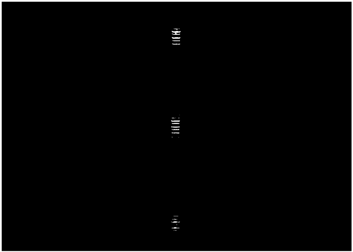 Improved promoter, T vector composed of improved promoter and application of improved promoter