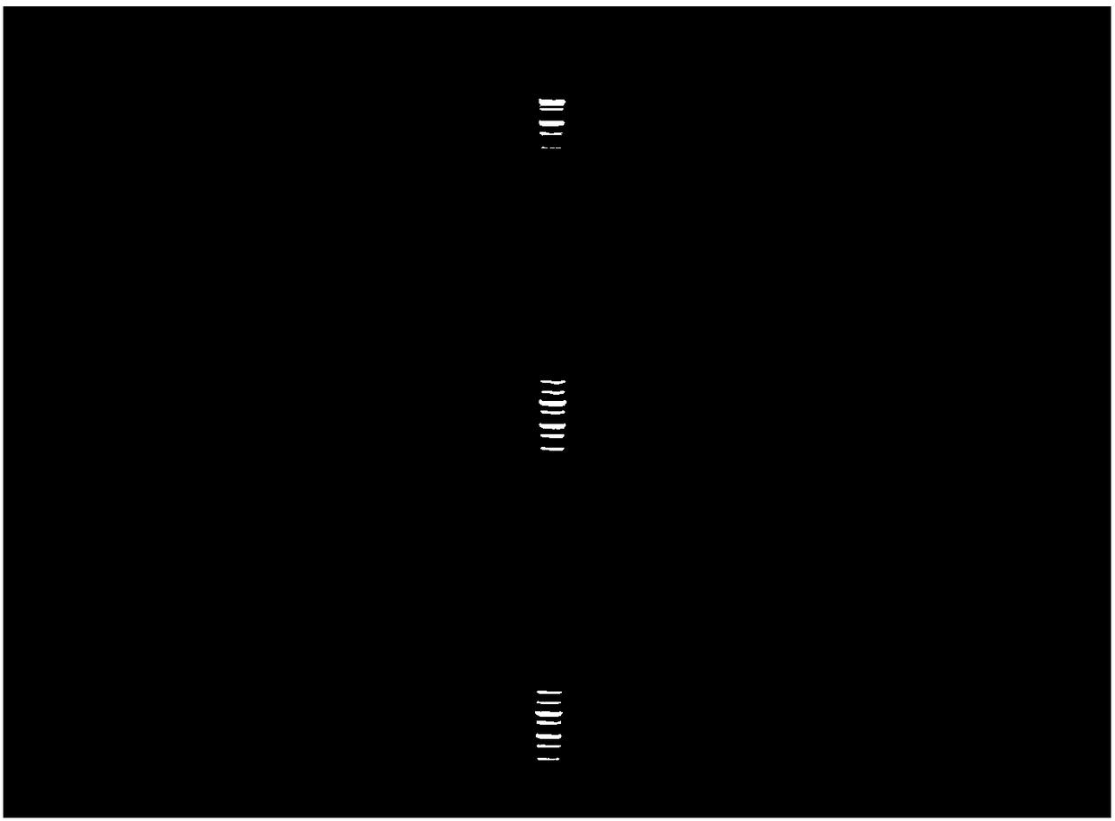 Improved promoter, T vector composed of improved promoter and application of improved promoter