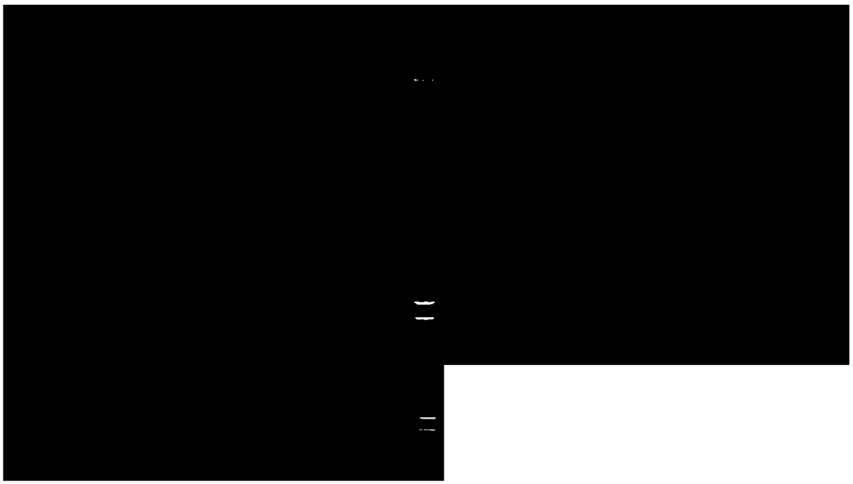 Improved promoter, T vector composed of improved promoter and application of improved promoter