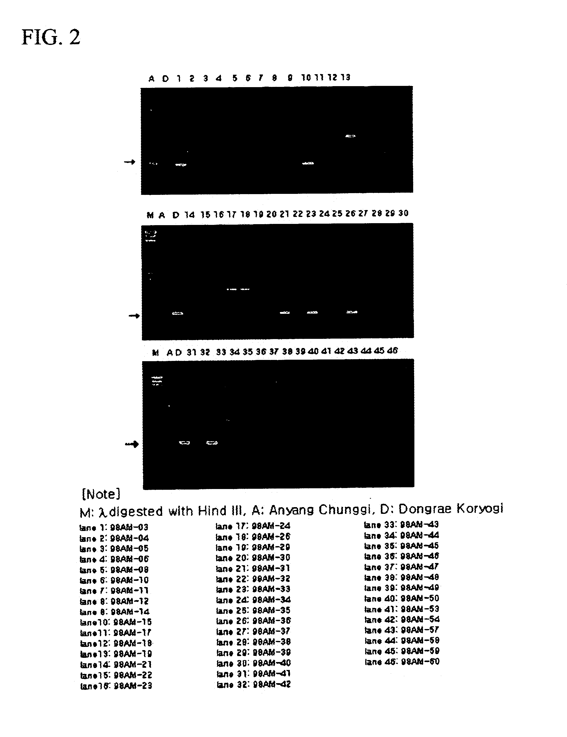 Grass cultivar named ‘Benest 1’ and ‘Dongrae Koryogi’-specific STS marker