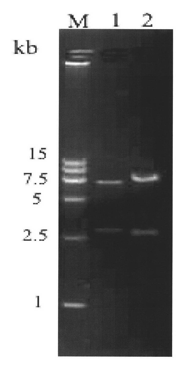 Hemangioma pathotype J subgroup avian leucosis mutant virus strain and construction method thereof