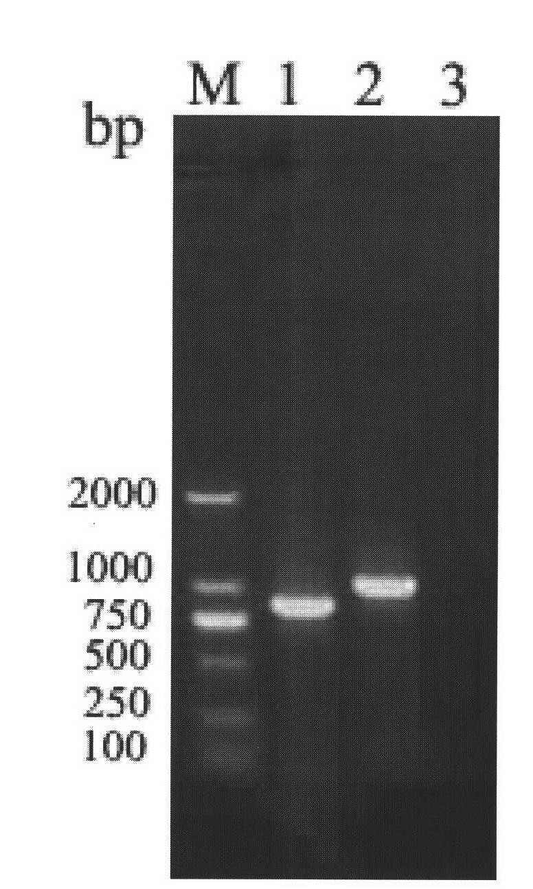 Hemangioma pathotype J subgroup avian leucosis mutant virus strain and construction method thereof