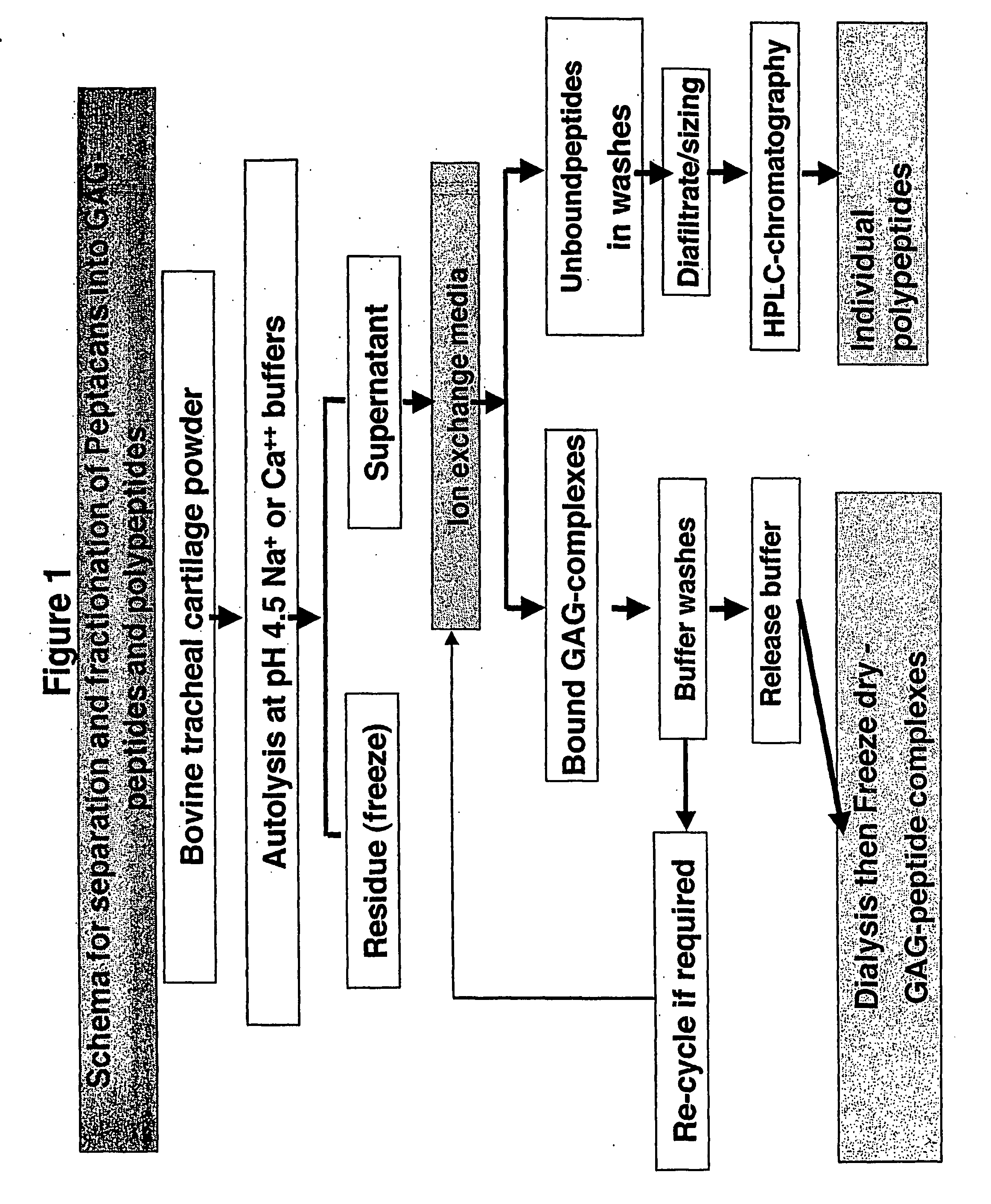 Glycosaminoglycan Peptides Derived From Connective Tissues And Use Thereof In The Prevention Of  Arthritis And Other Degenerative Medical Conditions