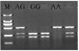 Chicken heat resistance-associated molecular marker and identification method and use thereof