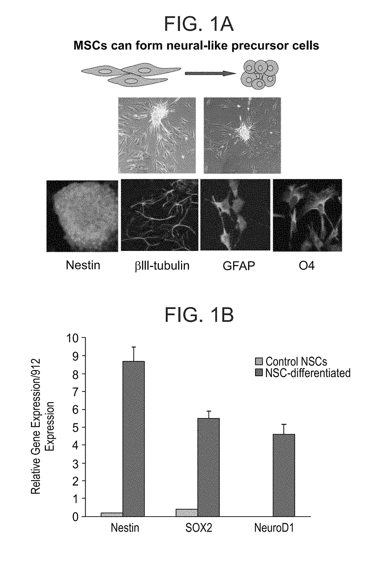 Generation of neural stem cells and motor neurons