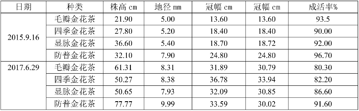 Golden camellia afforestation planting technology