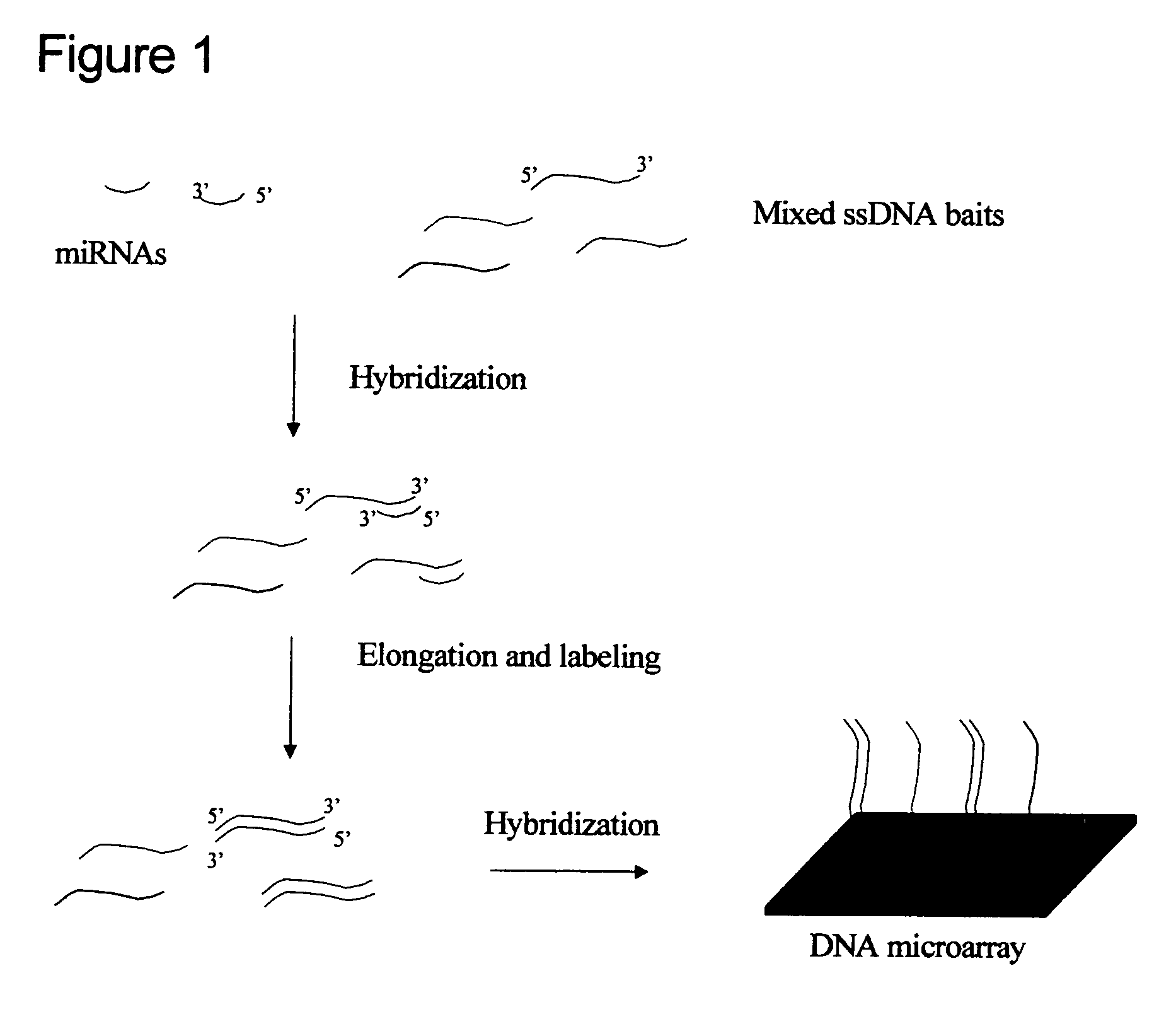 Method for the determination of cellular transcriptional