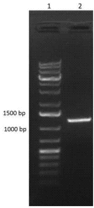 Technology for biotransformation preparation of panoxadiol saponins by recombinant glucoside hydrolase