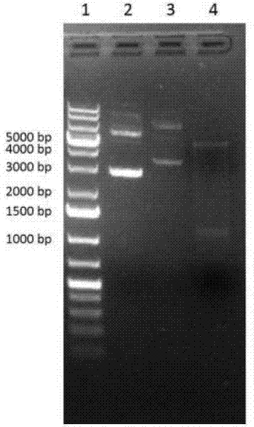 Technology for biotransformation preparation of panoxadiol saponins by recombinant glucoside hydrolase