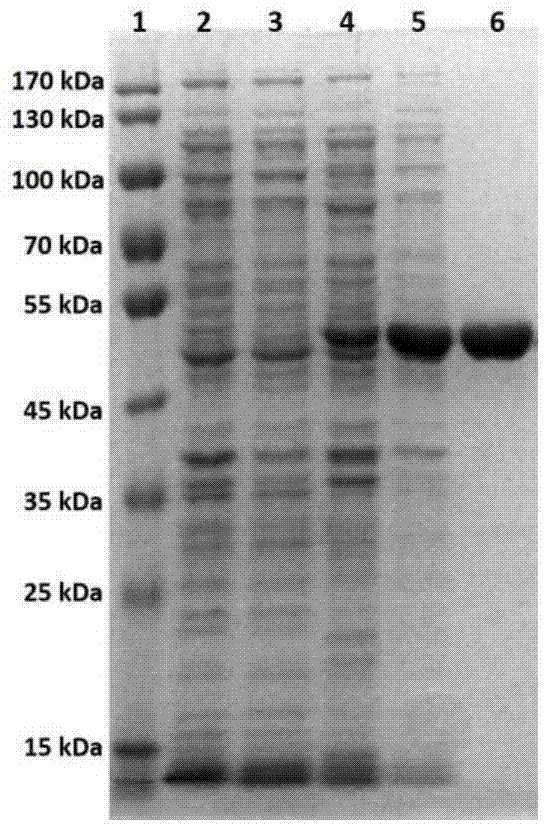 Technology for biotransformation preparation of panoxadiol saponins by recombinant glucoside hydrolase