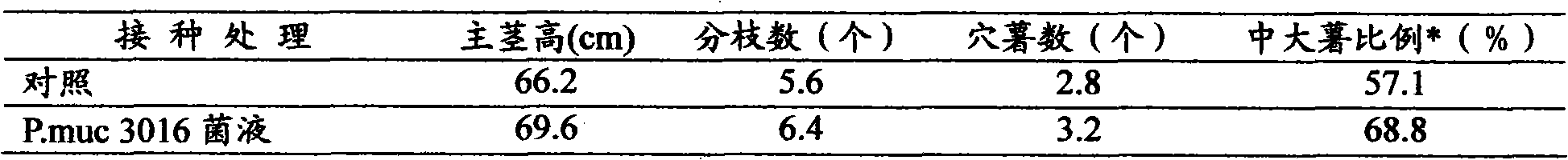 Bacillus mucilaginosus and culture method and culture medium thereof