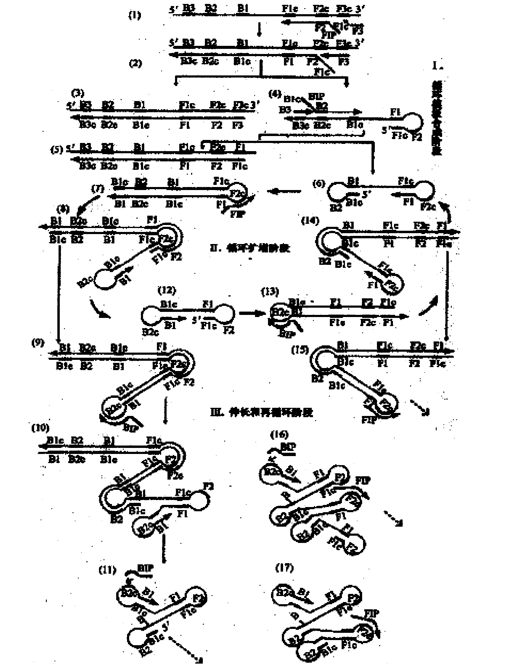 Kit and detection method for rapidly detecting three flaviviruses in combined manner