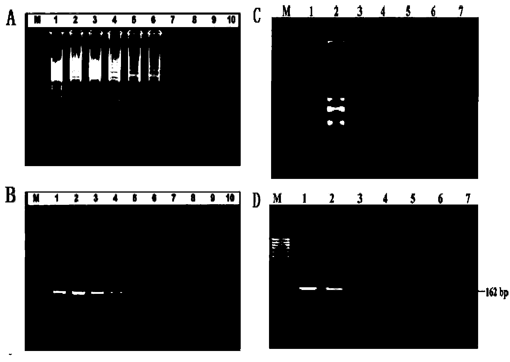 Kit and detection method for rapidly detecting three flaviviruses in combined manner