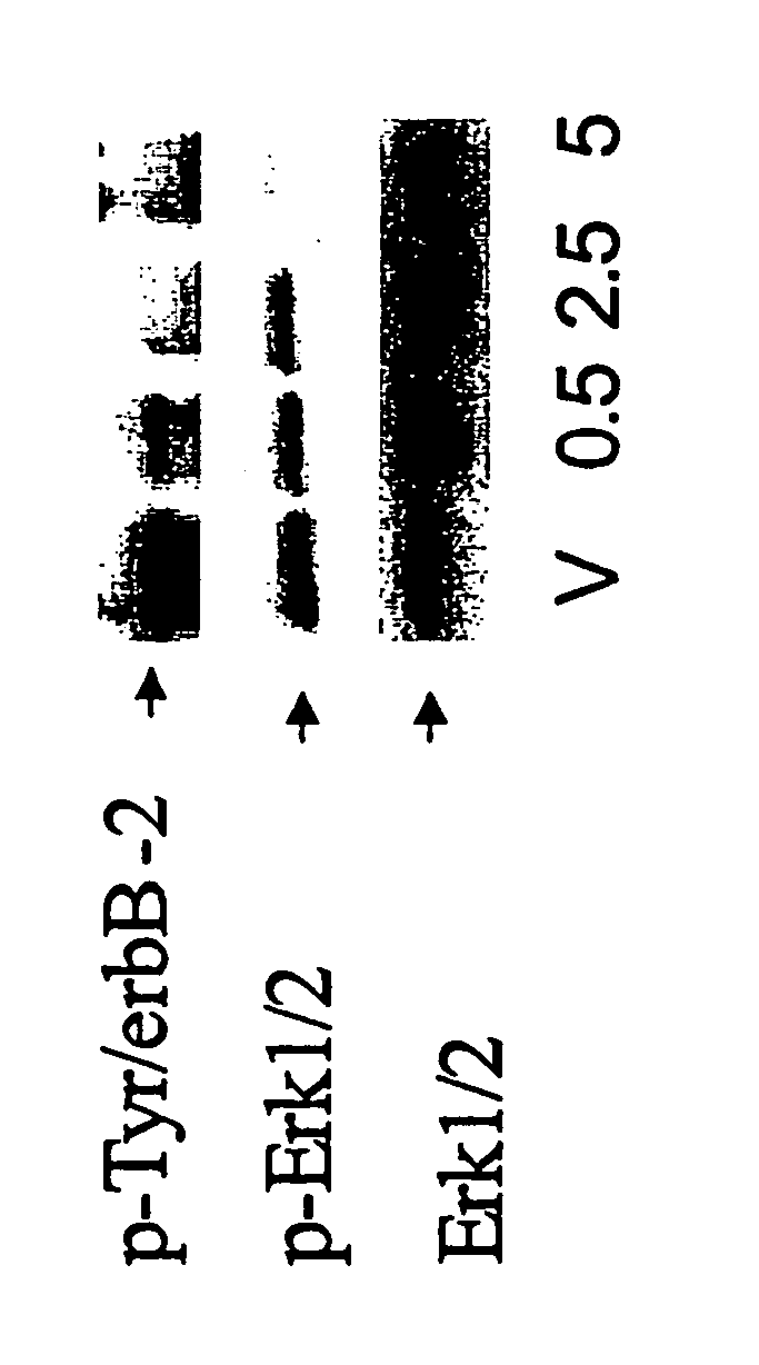 Predictive markers in cancer therapy