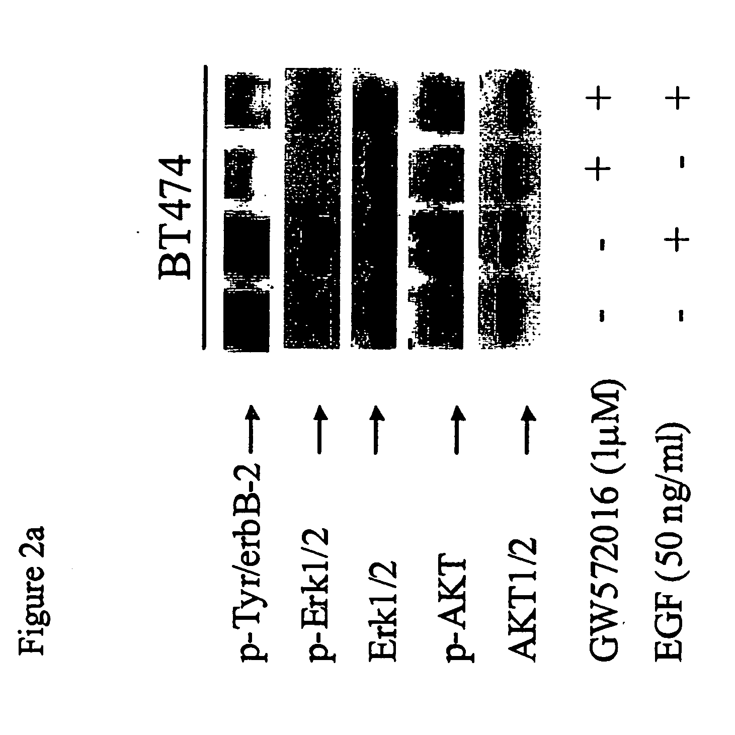 Predictive markers in cancer therapy