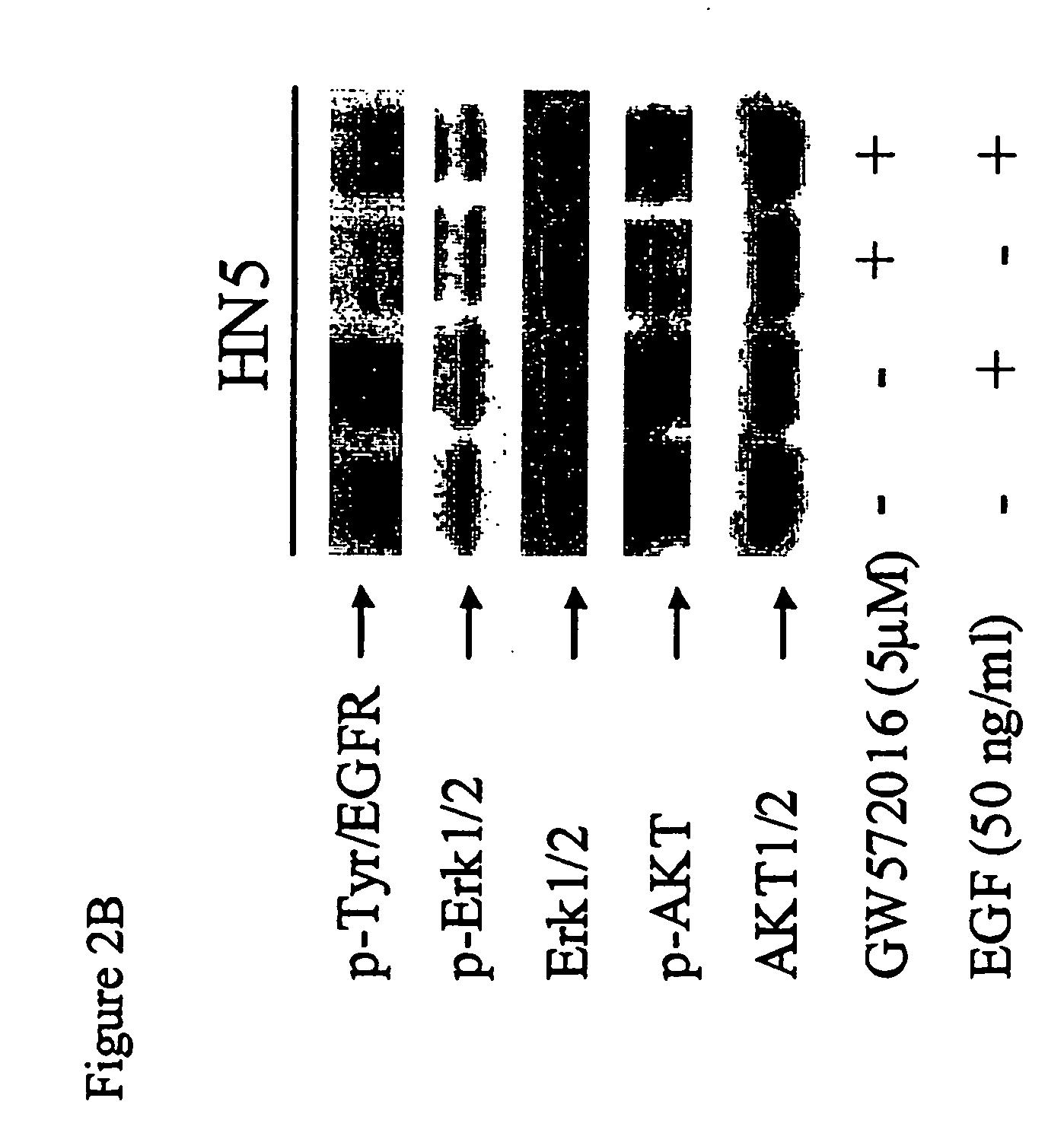 Predictive markers in cancer therapy