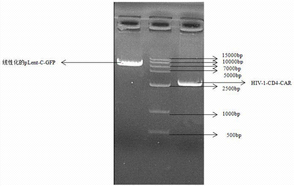 Chimeric antigen receptor gene for HIV-1, plasmid with gene, T cell, kit and application