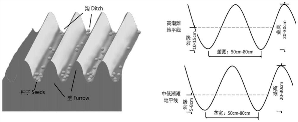 Ridge-supporting and ditch-shaping restoration method for suaeda salsa in coastal degraded wetland