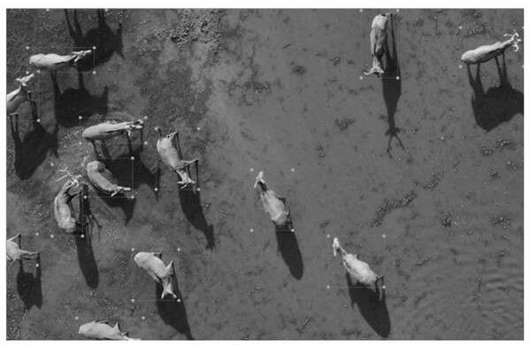 Elk identification and form contour parameter extraction method based on unmanned aerial vehicle remote sensing